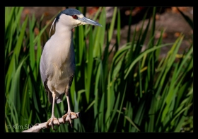 2110635_Illustrative_Black_Crowned_Night_Heron_121102_Kim-Shapiro