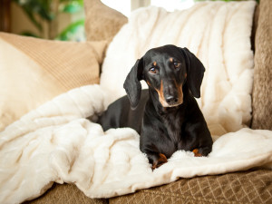 banyan-pet-photography-daschund