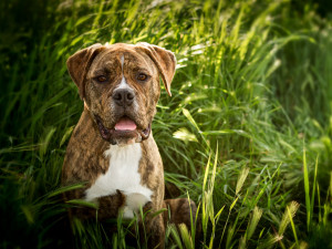 banyan-pet-photography-mastiff