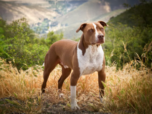 banyan-pet-photography-pit-bull