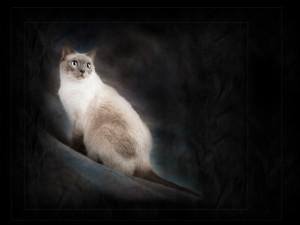 banyan-pet-photography-siamese-cat